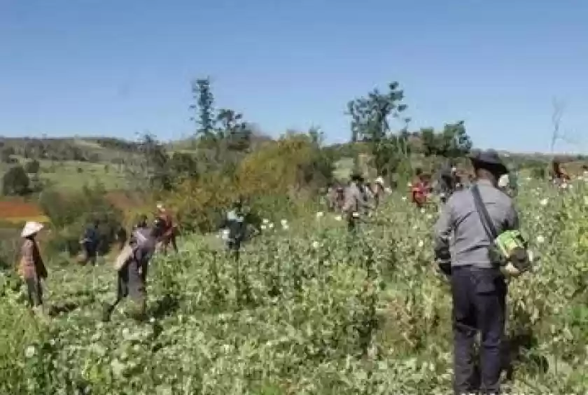 ミャンマーのアヘン栽培が過去最高を記録